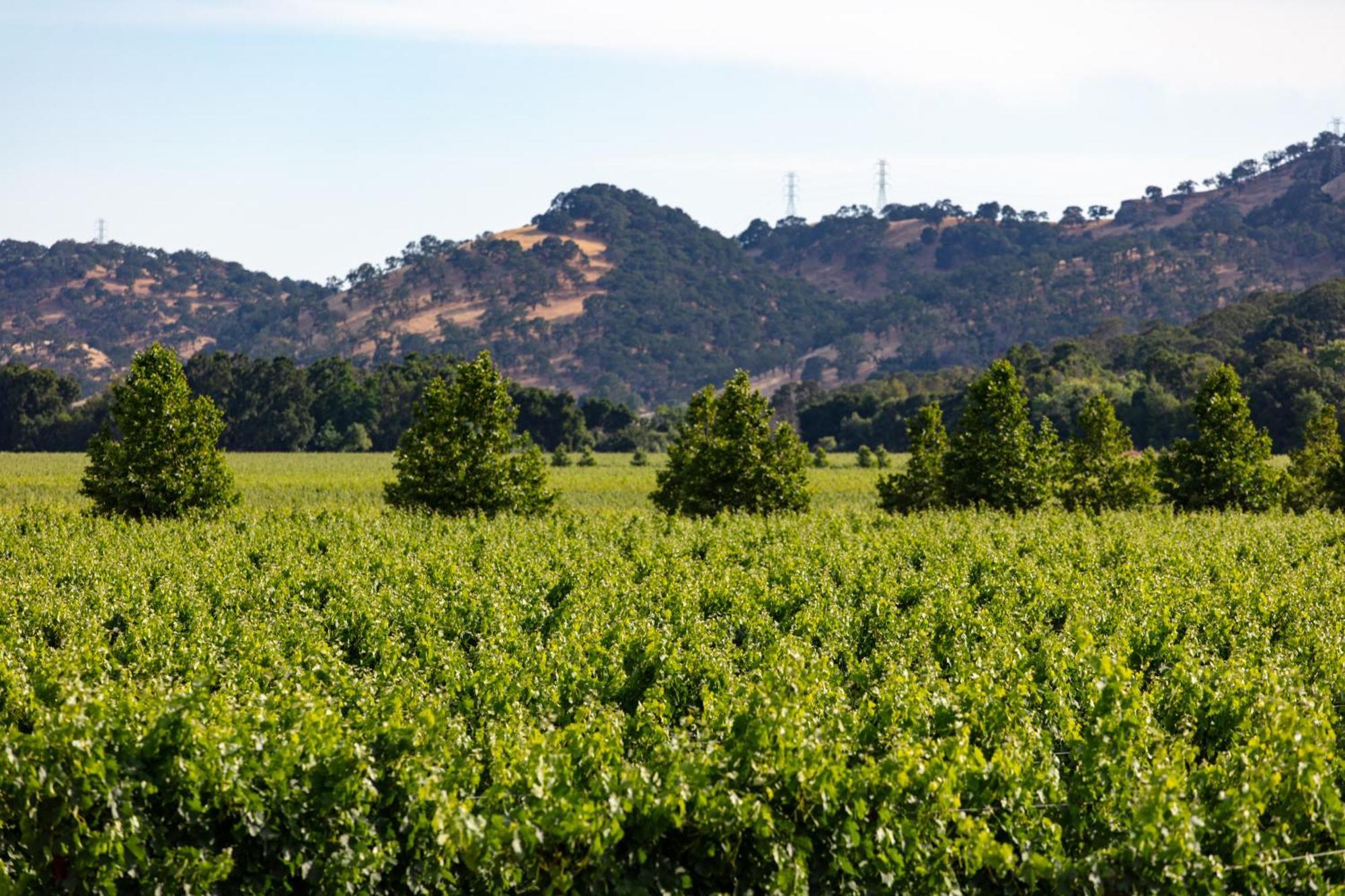 Homewood Suites By Hilton Fairfield-Napa Valley Area Cordelia Exterior foto